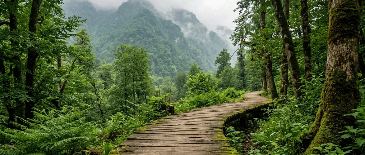 The pristine forest landscape is one of Langarud's attractions.