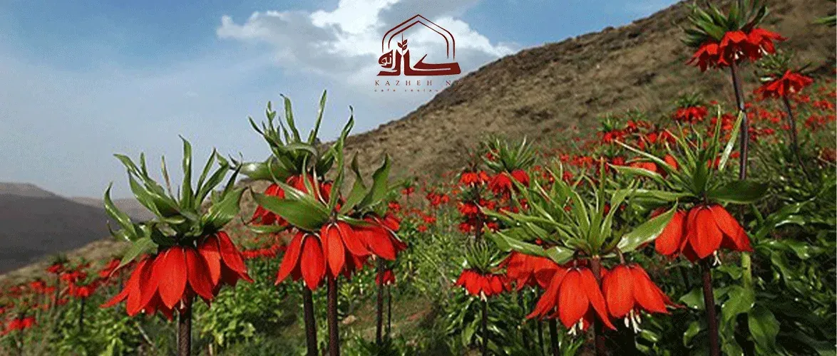 دشت لالههای واژگون در بهار، بهترین مقاصد طبیعی ایران، کوهرنگ